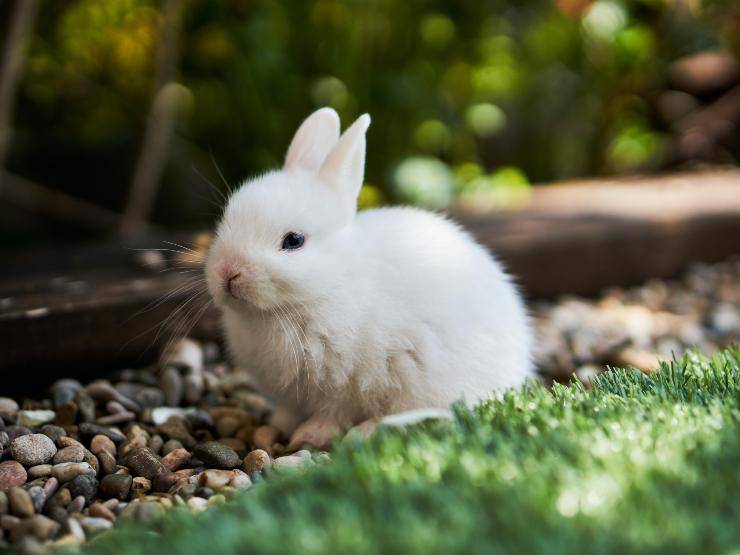 ¿Cómo mantienes al conejo a salvo?