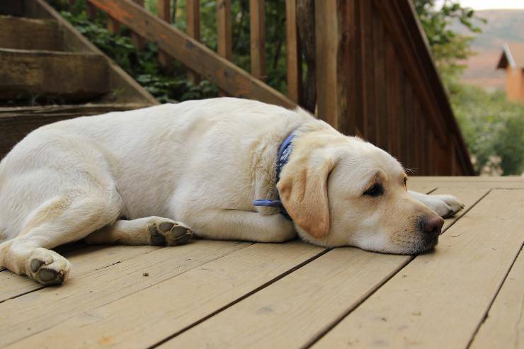 El perro descansa afuera.