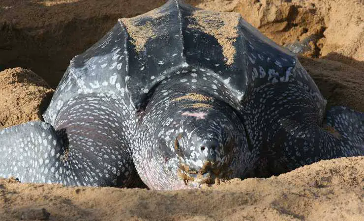 tortuga laúd