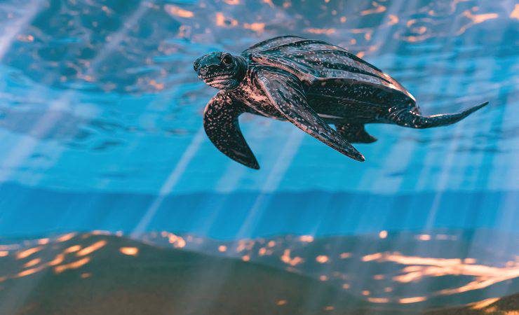 tortuga laúd