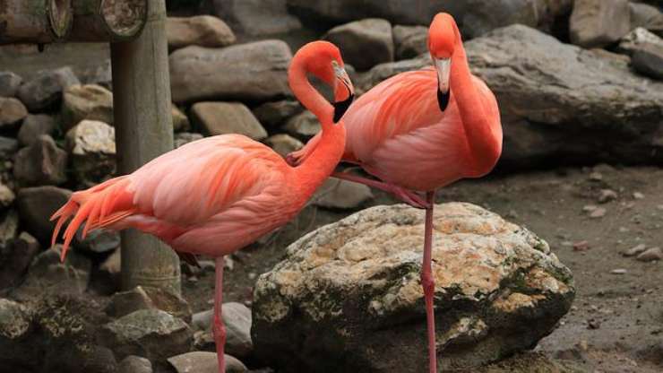 flamencos