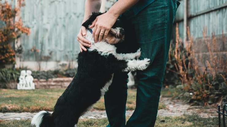 perro y hombre