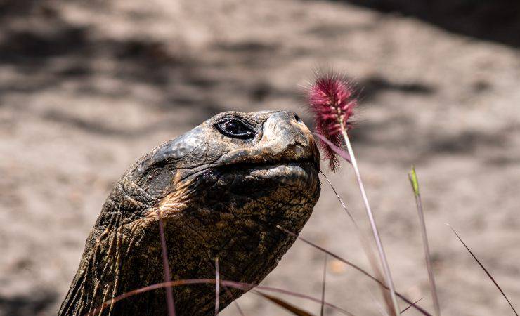 pico de tortuga