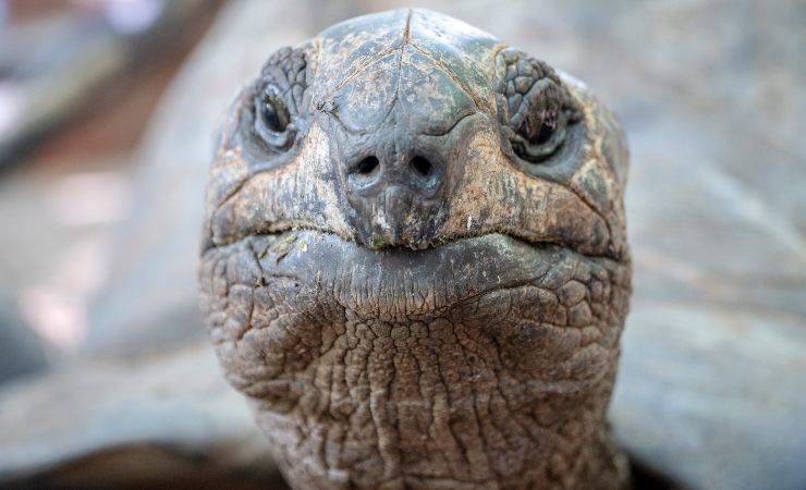 cabeza de tortuga
