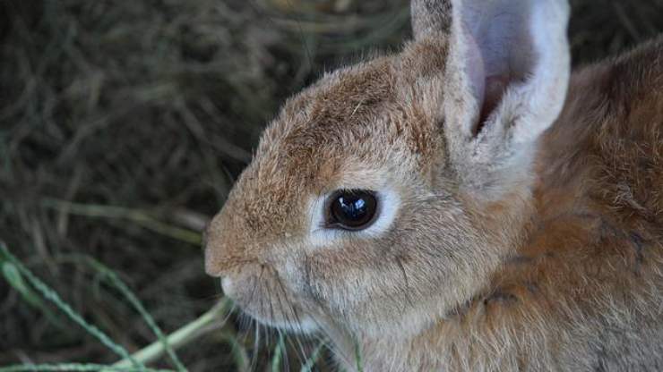 ojo de conejo