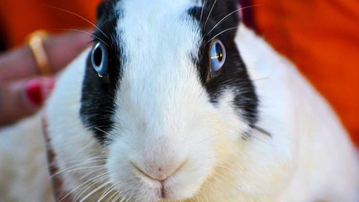 ojos de conejo