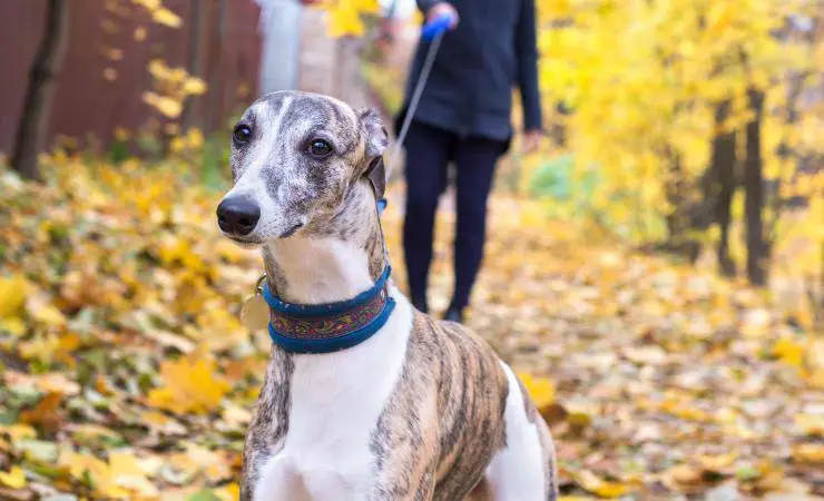 galgo