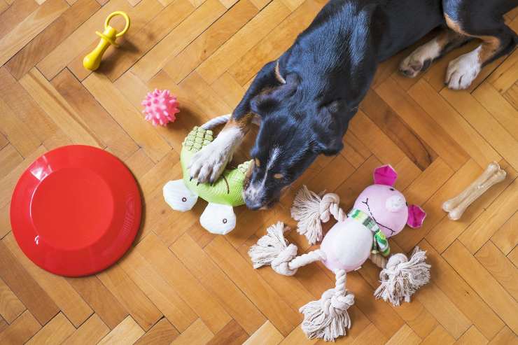 El comportamiento del perro