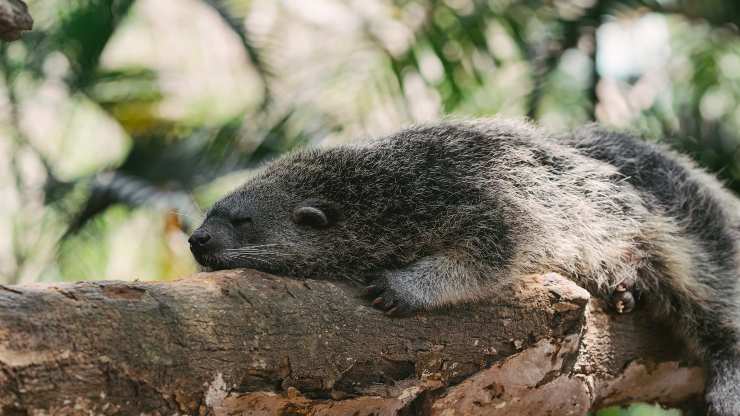 furetto