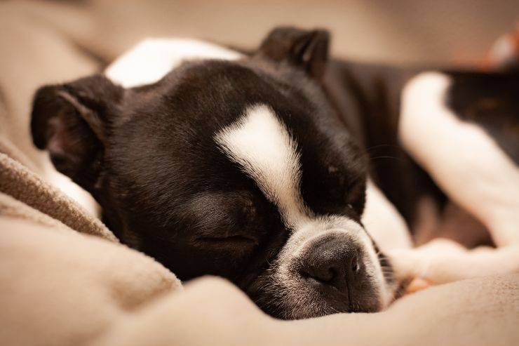 El perro descansa cómodamente.