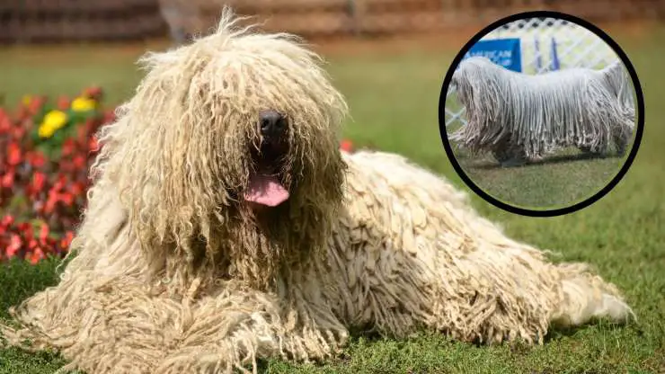 ¿De qué se enferma a menudo un Komondor? Enfermedades más comunes del Komondor