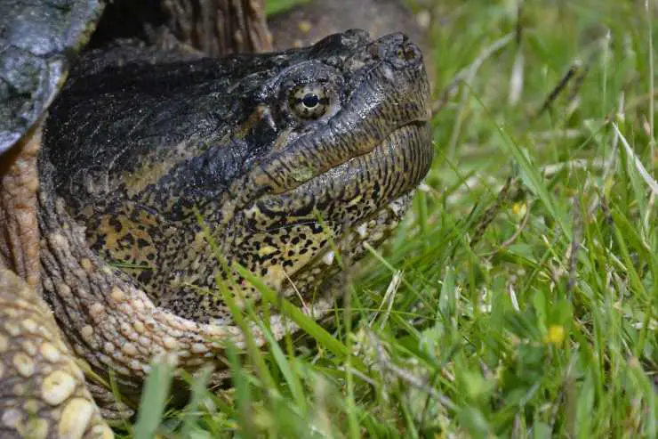 Tortuga