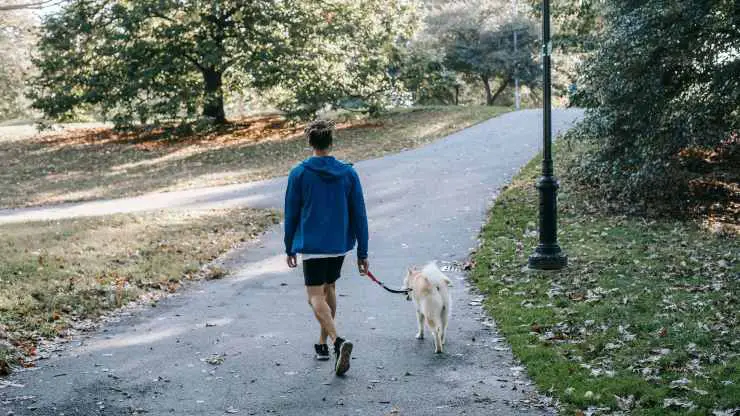 Cuanto por pasear al perro