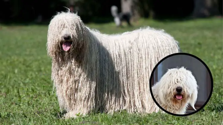 Razas compatibles con el Komondor