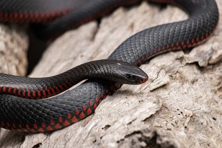 Los lugares que habitan los reptiles