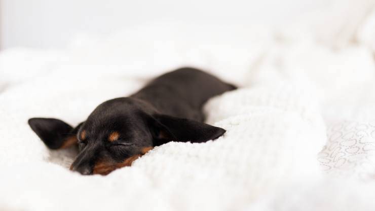 perro duerme en la cama