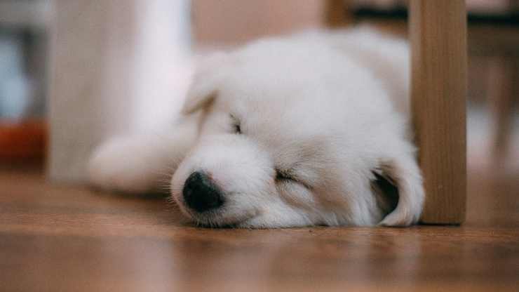 perro debajo de la mesa