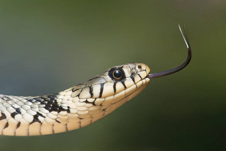 La serpiente y la alimentación.