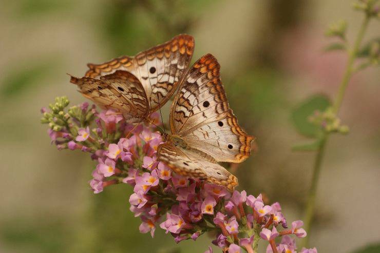 El ciclo de vida de las mariposas.