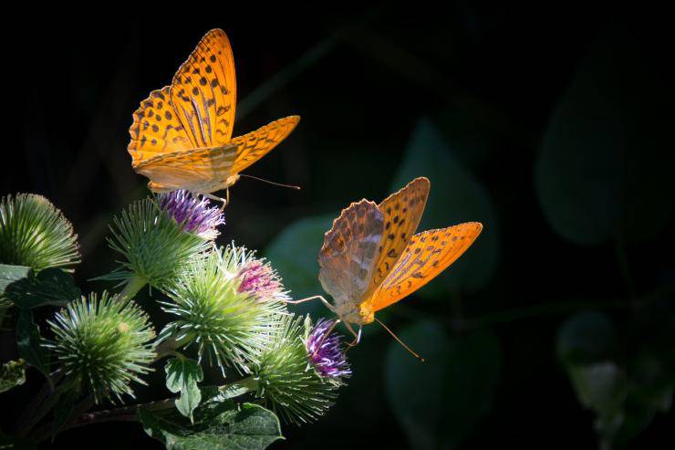Las mariposas y su nacimiento.