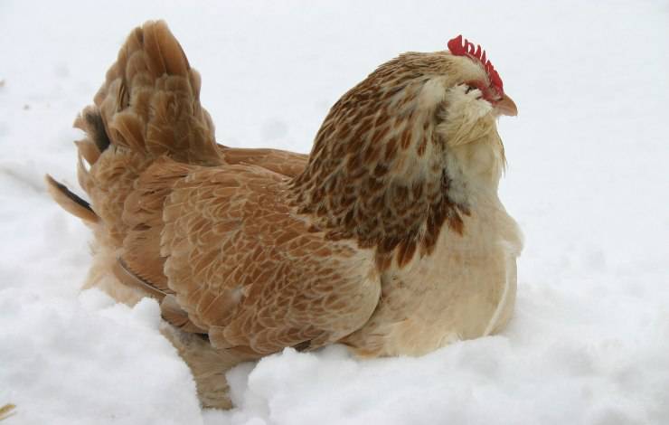 faverolles de pollo