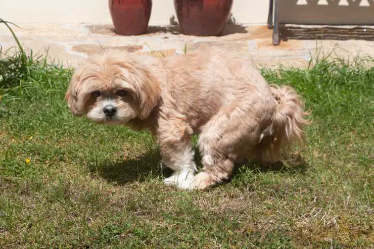 El perro tiene que hacer su negocio.