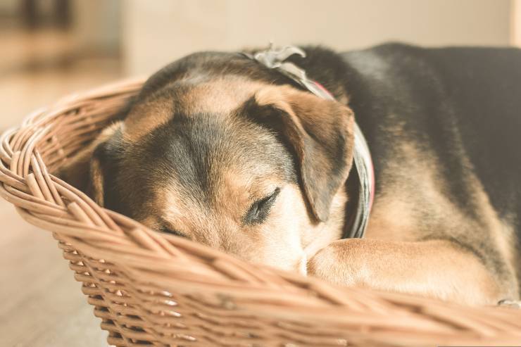 Fido duerme en la cesta