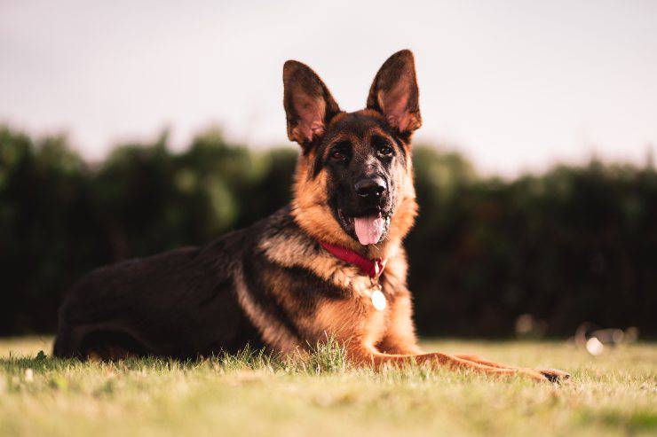 Razas de perros con orejas puntiagudas