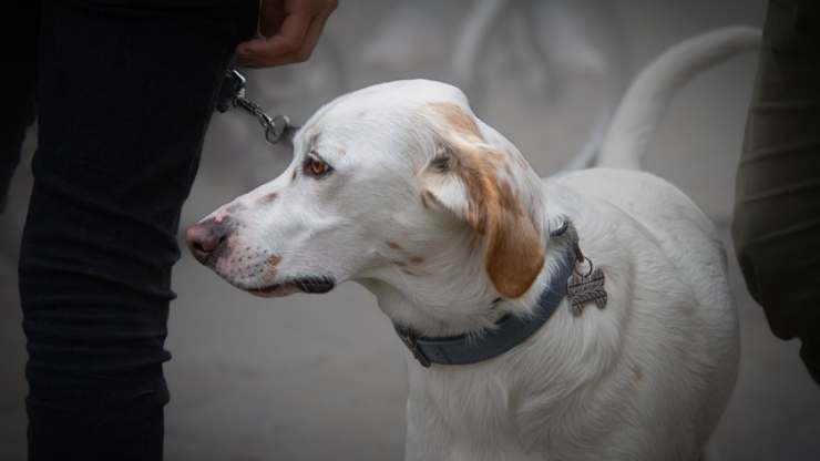 perro con correa