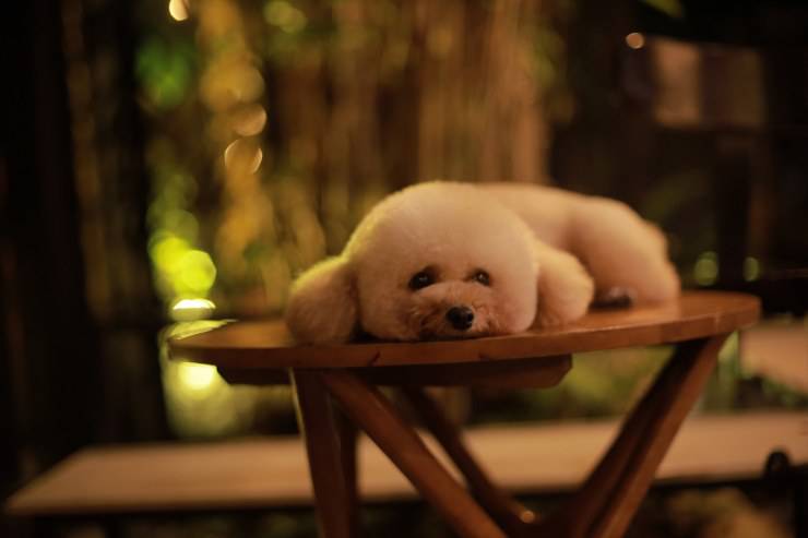 Perrito en la mesa de café