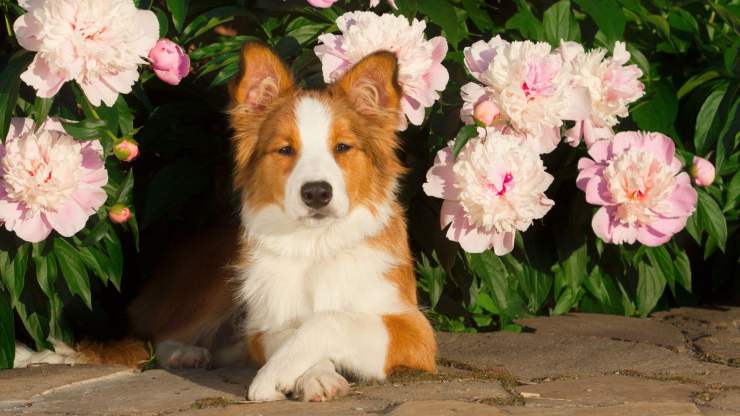 perro y flores