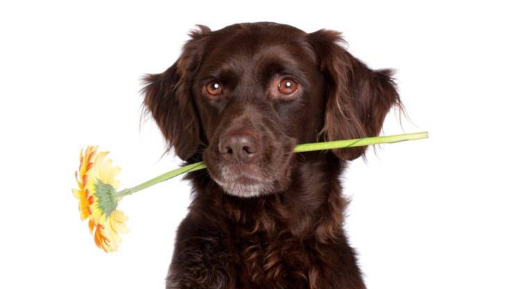 perro con una flor