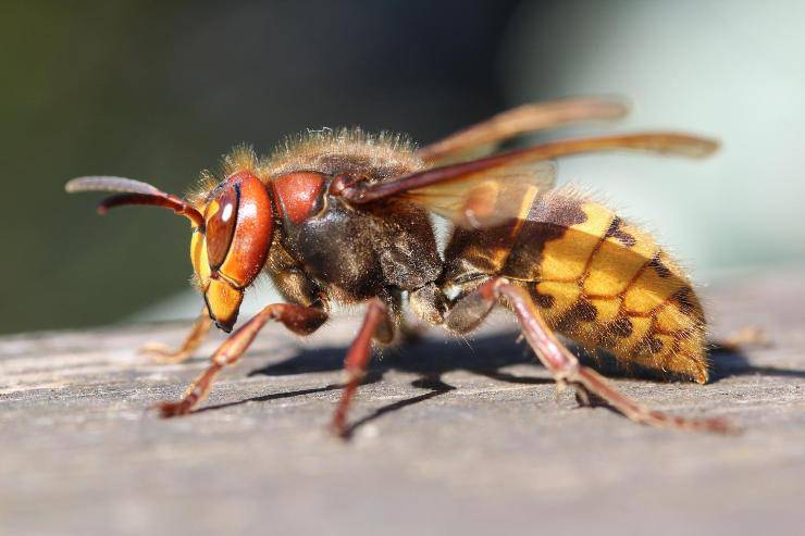 Métodos para mantener alejadas a las avispas