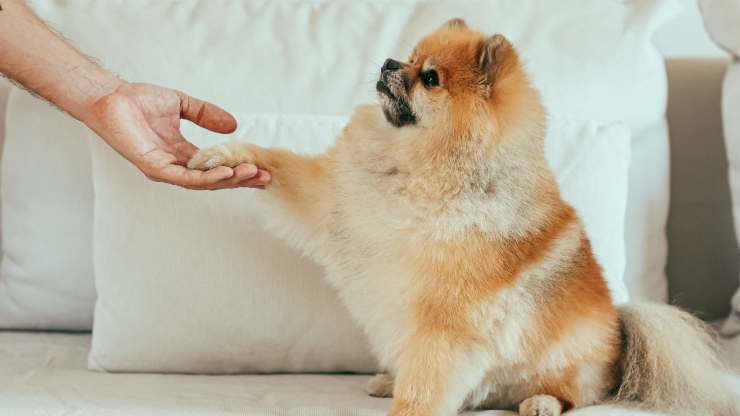 perro pata