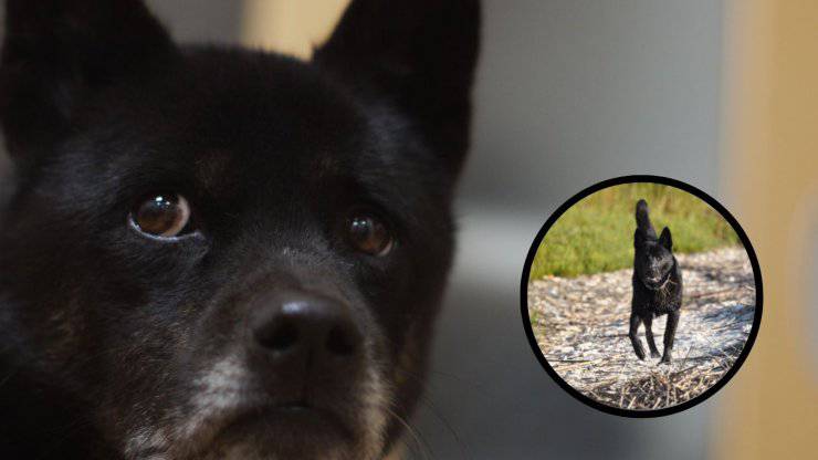Enfermedades más comunes del perro Kai: