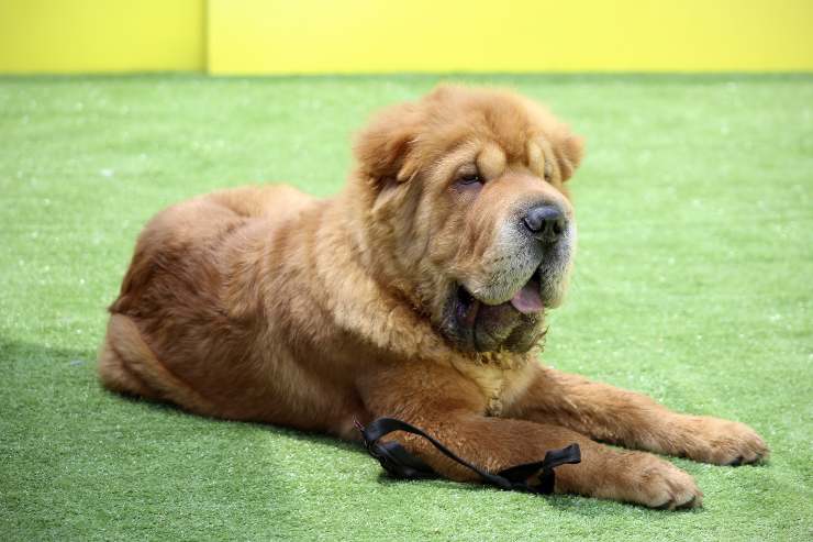 Fido descansa sobre la hierba