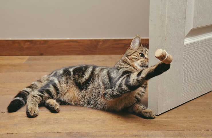 El gato juega con la gorra.