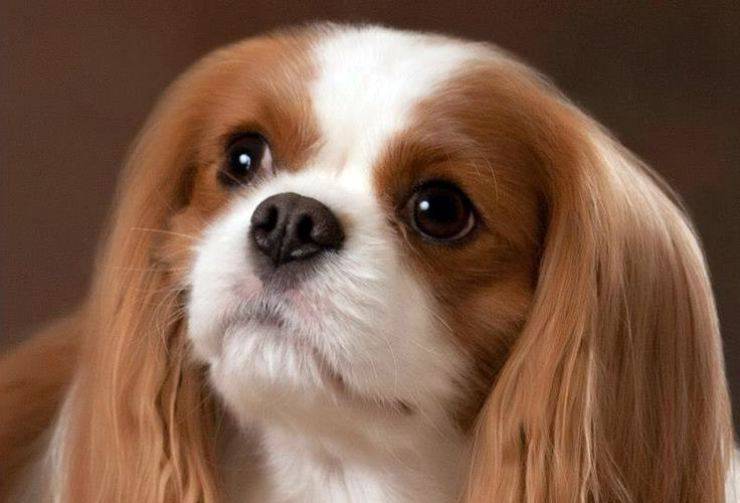 Rey Carlos Spaniel