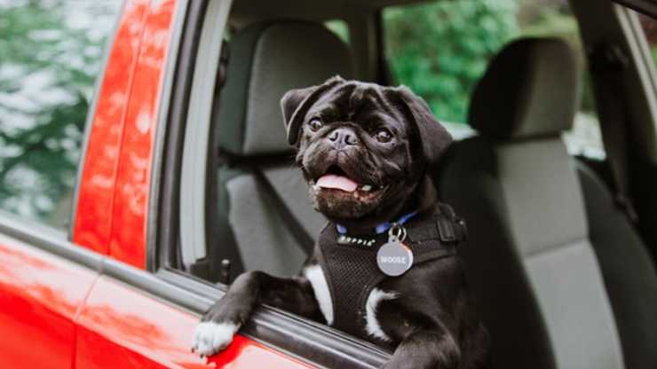donde el perro se siente cómodo en el coche