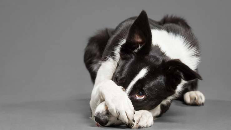 ¿Por qué el perro se rasca los ojos?