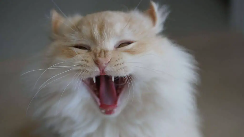 hermafroditismo-en-gatos-qu-es-c-mo-se-manifiesta-cu-ndo