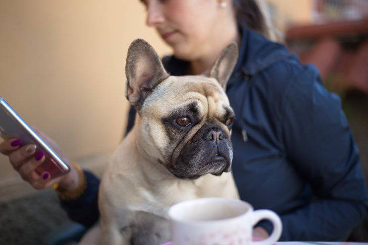 Fido e lo teléfono inteligente