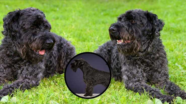 Razas compatibles con el Kerry blue Terrier