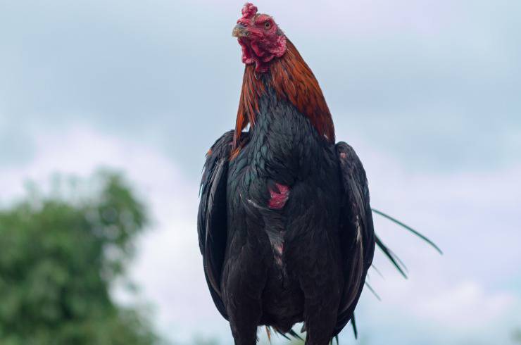 gallina de Cornualles
