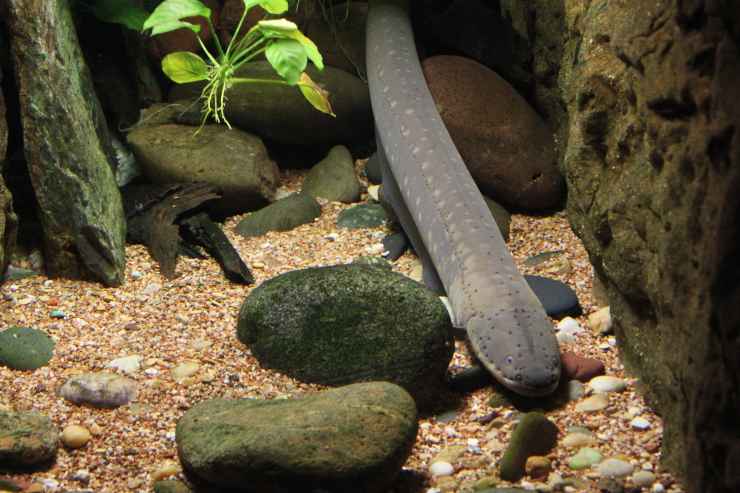 Los peces se mueven bajo el agua