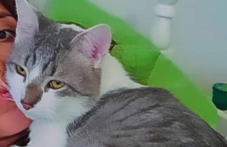 gato perdido avion