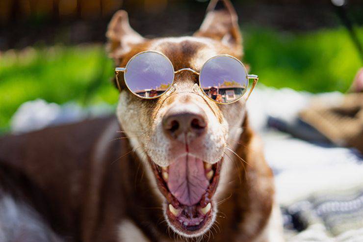 Lentes para la confianza