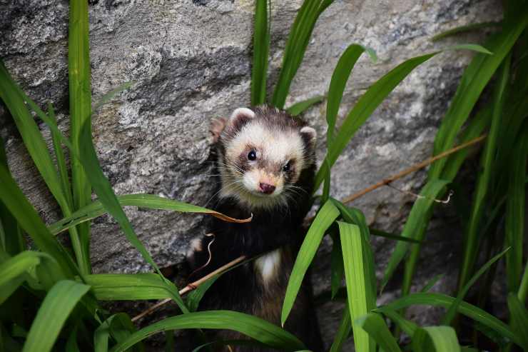 El mal olor del animal
