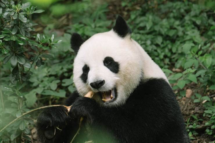 El panda come bambú.