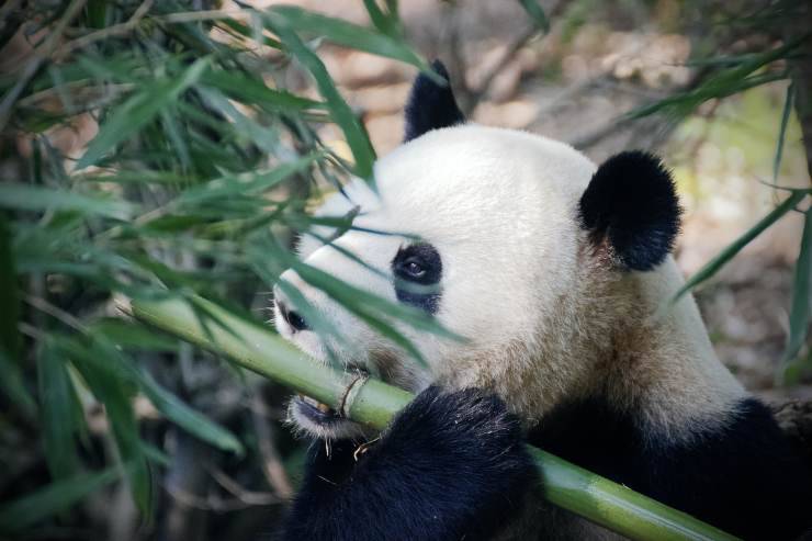 Los bambúes para el panda